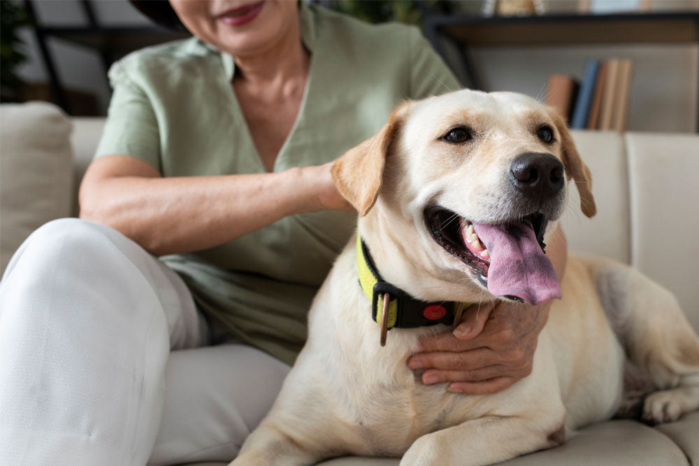 is-hemp-seed-oil-good-for-dogs-let-s-find-out-pikes-pouches