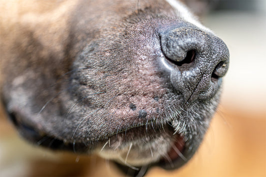 Why Is My Dog's Nose Dry and Cracked?