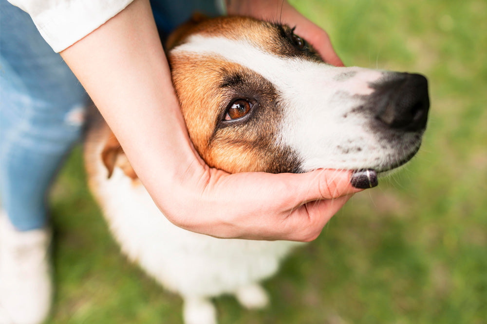 how-to-apply-coconut-oil-to-dogs-skin-pikes-pouches